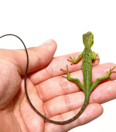 Baby Monkey Anole