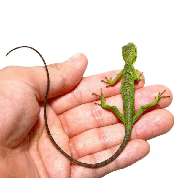 Baby Monkey Anole
