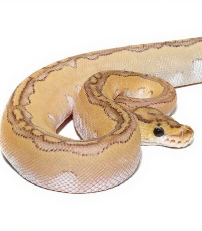 Baby Pastel Lesser Blade Clown