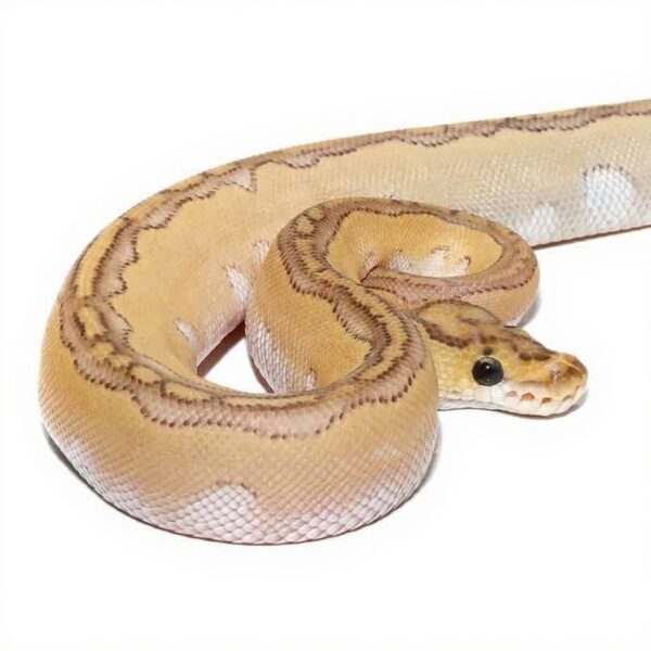 Baby Pastel Lesser Blade Clown