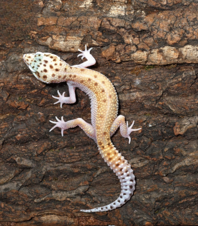 Bells Albino Snake Eyes Leopard Gecko