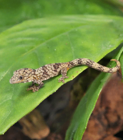 Baby Chameleon Gecko