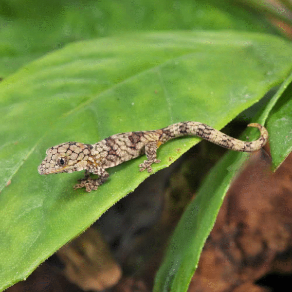 Baby Chameleon Gecko