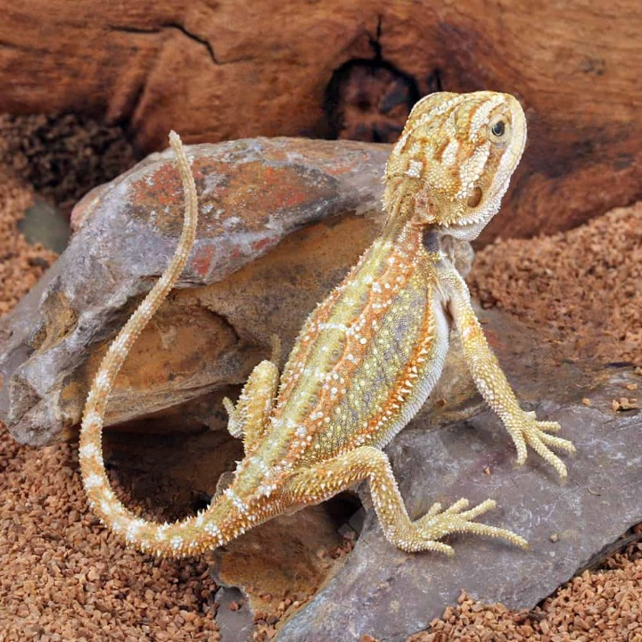 Hypo Dunner Bearded Dragon