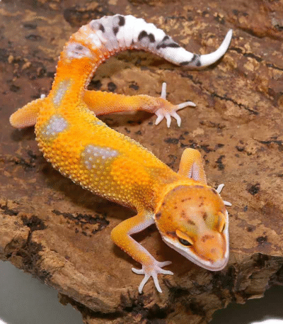 Juvenile Jungle Designer Leopard Gecko