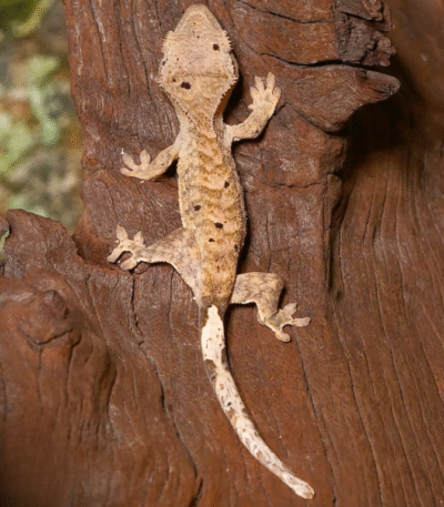 Baby Tiger Dalmatian Crested Gecko