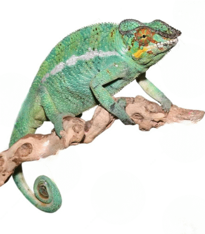 Nosy Be Panther Chameleon