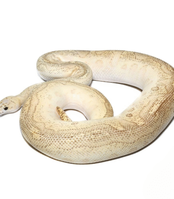 2018 Pastel Lesser Clown Ball Python