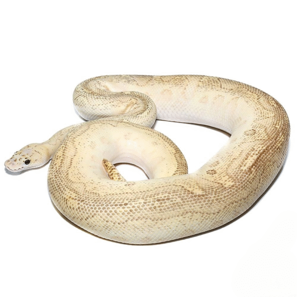2018 Pastel Lesser Clown Ball Python