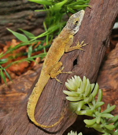 Sail “Morne Constant” Anole