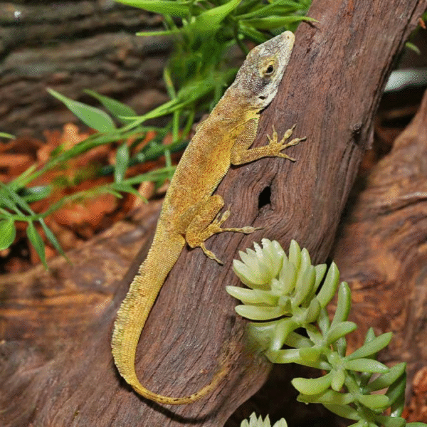 Sail “Morne Constant” Anole