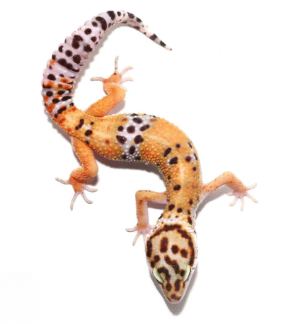 Adult Tangerine Leopard Gecko