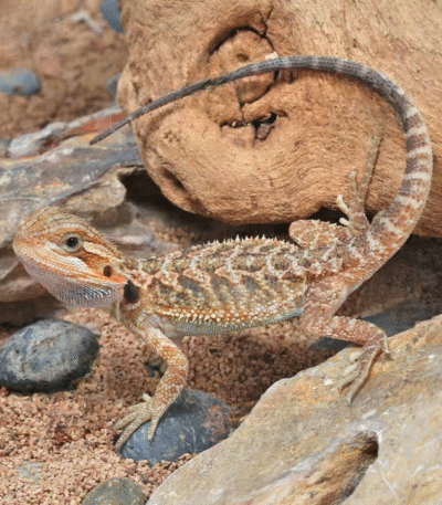 Translucent Bearded Dragon Baby