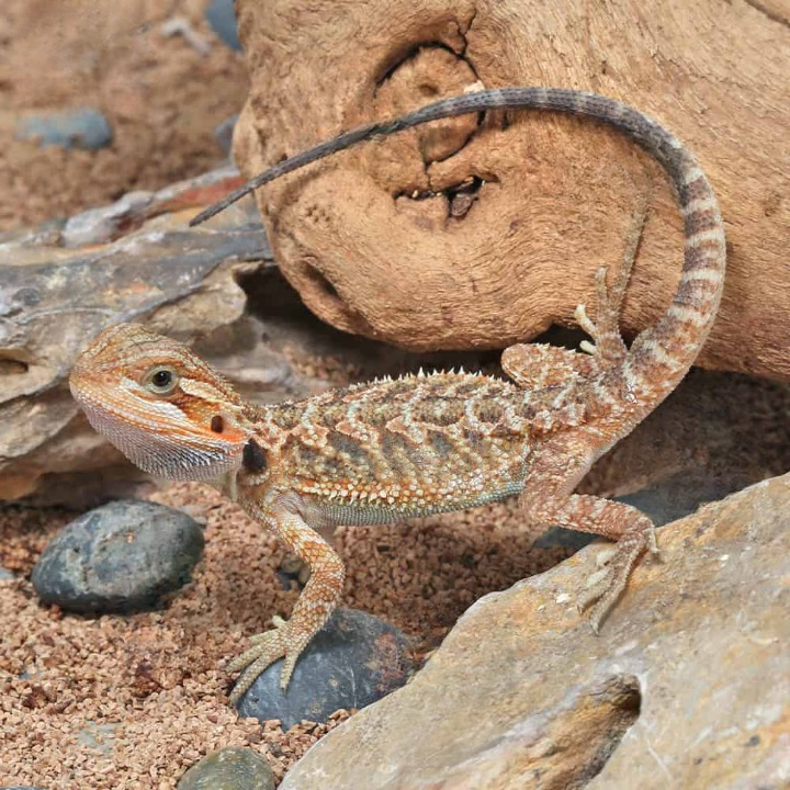 Translucent Bearded Dragon Baby