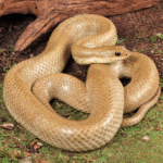 Female Madagascar Blonde Hognose Snake - Image 2
