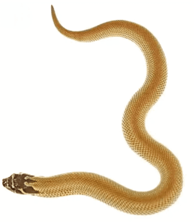 Baby Super Anaconda Western Hognose Snake