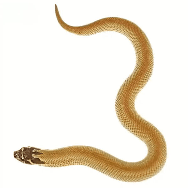 Baby Super Anaconda Western Hognose Snake
