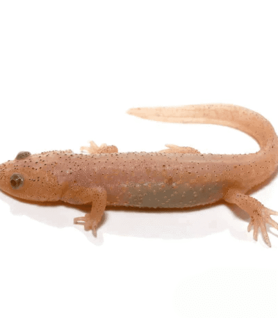Leucistic Spanish Ribbed Newt