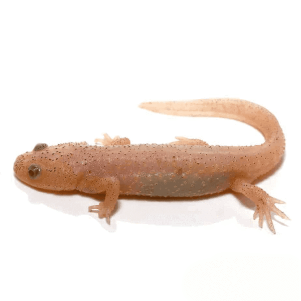 Leucistic Spanish Ribbed Newt