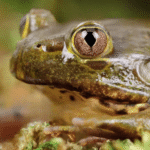 Chilean Wide Mouth Toad - Image 2