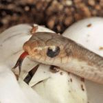 C.B. Baby Madagascar Blonde Hognose Snake
