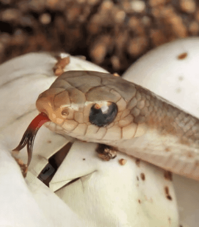 C.B. Baby Madagascar Blonde Hognose Snake