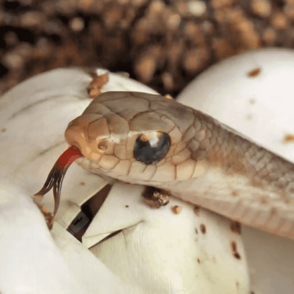 C.B. Baby Madagascar Blonde Hognose Snake