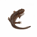 Spanish Ribbed Newt for sale. - Image 2