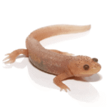 Leucistic Spanish Ribbed Newt - Image 2