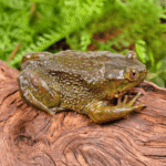 Chilean Wide Mouth Toad - Image 3