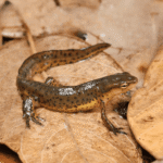 Eastern Newt for sale - Image 2