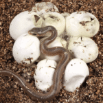 C.B. Baby Madagascar Blonde Hognose Snake - Image 2