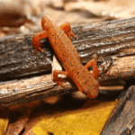 Red Eft for sale - Image 2