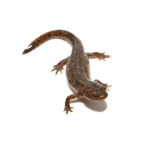 Spanish Ribbed Newt for sale.