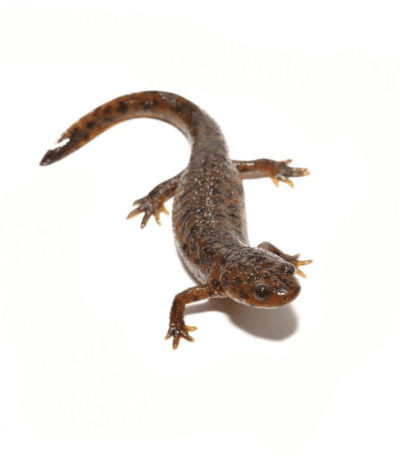 Spanish Ribbed Newt for sale.