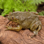 Chilean Wide Mouth Toad