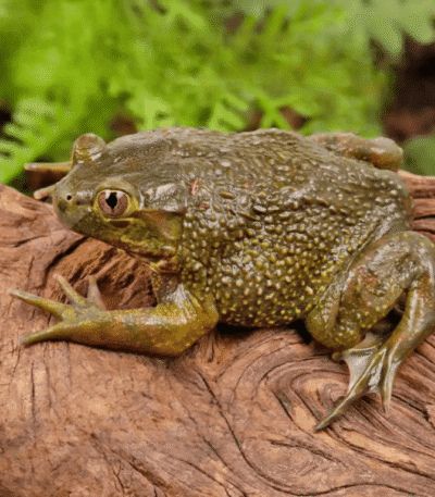Chilean Wide Mouth Toad