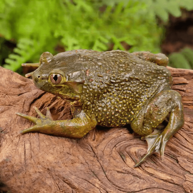 Chilean Wide Mouth Toad