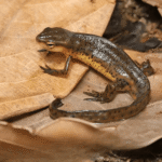 Eastern Newt for sale.