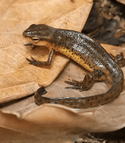 Eastern Newt for sale.