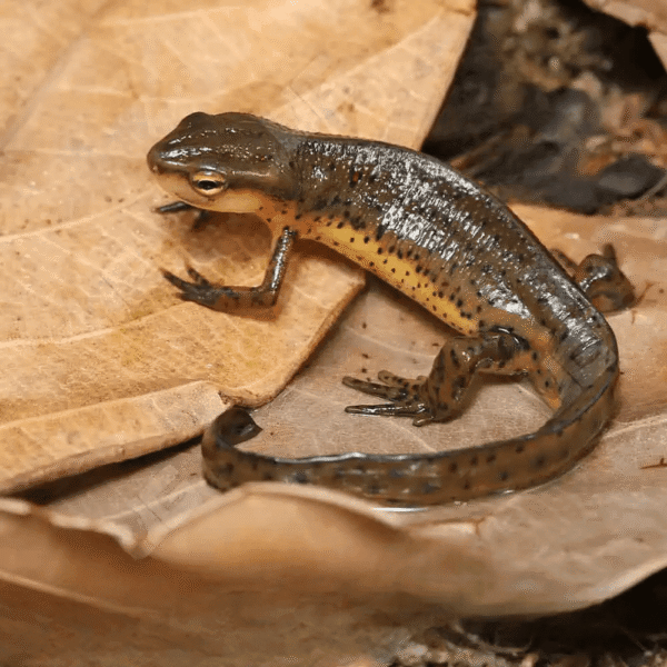 Eastern Newt for sale.