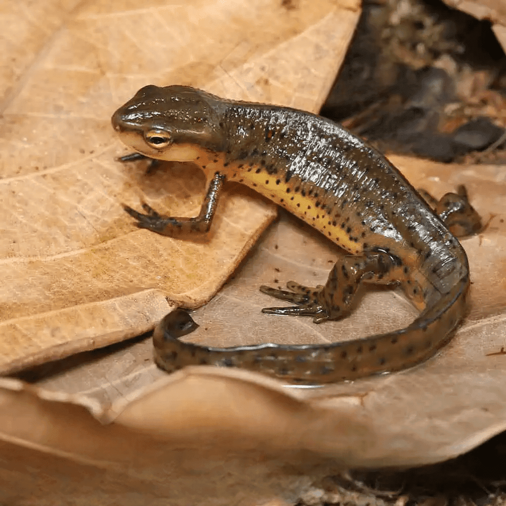 Eastern Newt for sale.