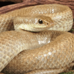 Female Madagascar Blonde Hognose Snake