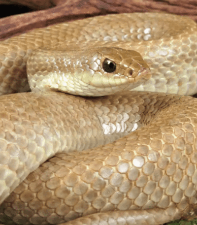 Female Madagascar Blonde Hognose Snake