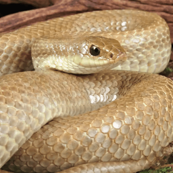 Female Madagascar Blonde Hognose Snake
