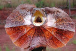 Australian Frilled Dragons