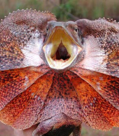 Australian Frilled Dragons