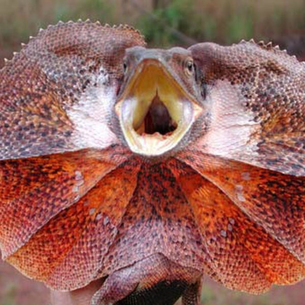 Australian Frilled Dragons
