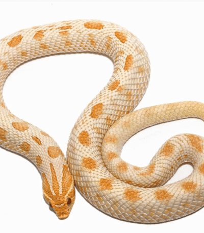 Albino Anaconda Western Hognose Snake