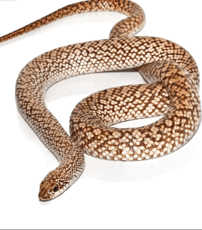 Speckled Hognose Snake for sale.